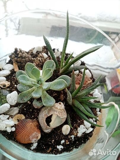 Флорариумы сухие аквариумы