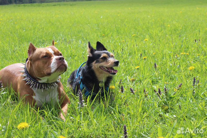 Услуги кинолога