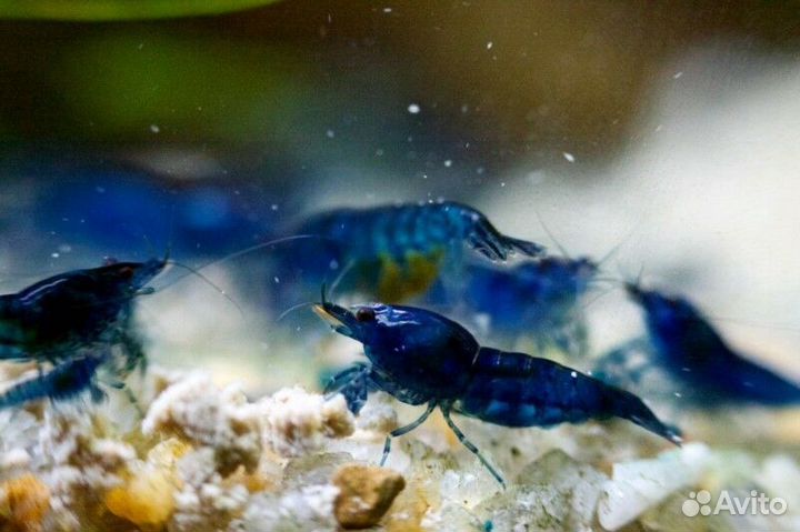 Синие креветки Блю Дрим, молли -лира