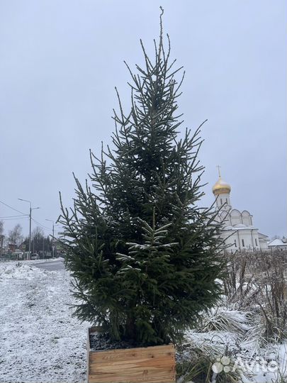 Ель новогодняя живая