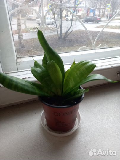 Сансевиерия ханни