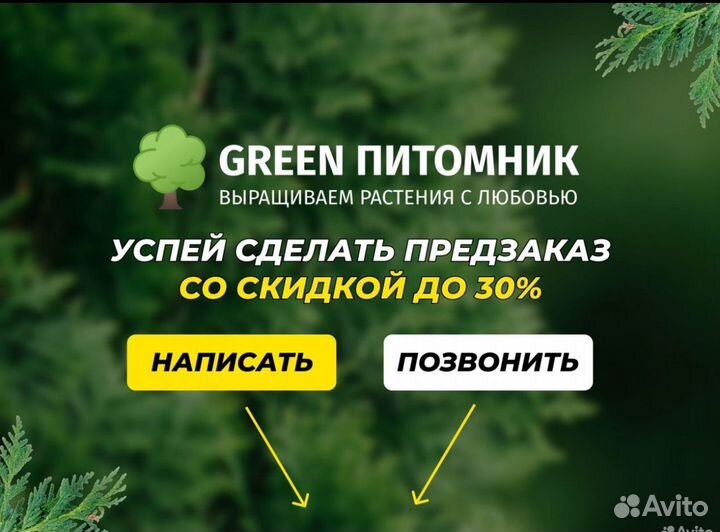 Туи смарагд,брабант