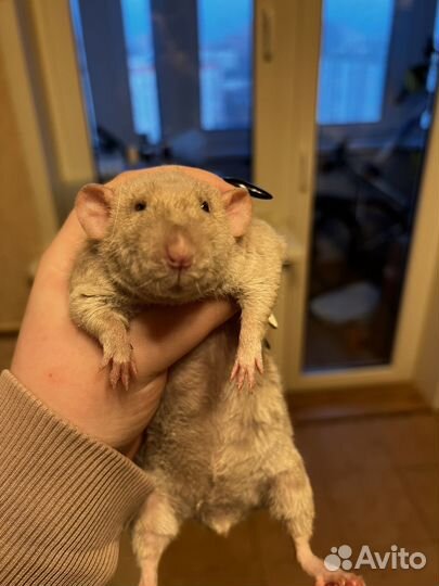 Крыса с клеткой