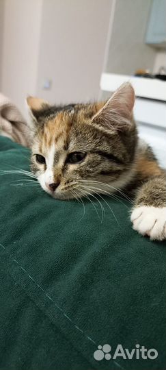 Кошечка в добрые руки