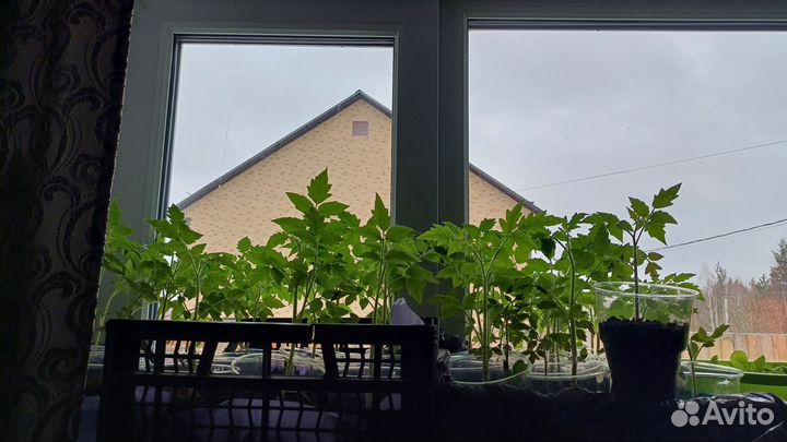 Рассада помидор и перцев