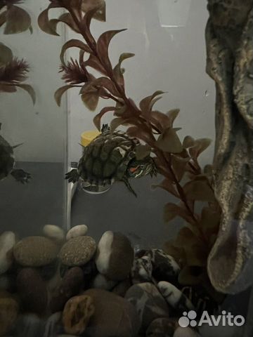 Карликовая черепашка с аквариумом