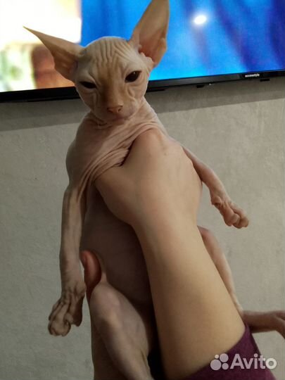 Донской сфинкс