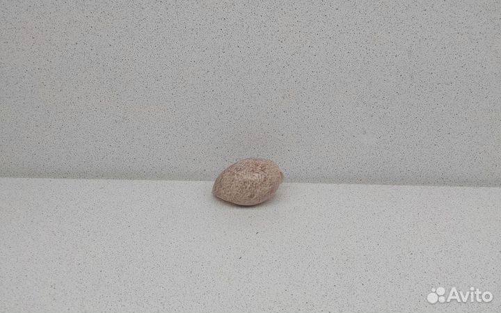 Булла Ампулла 4,9 морская ракушка раковина