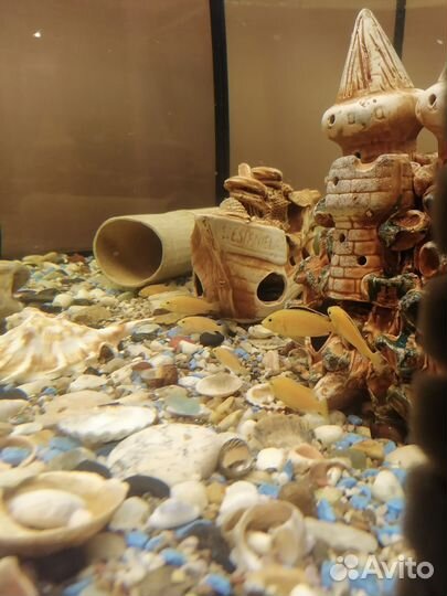 Цихлиды Еллоу