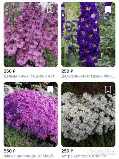 Многолетники садовые