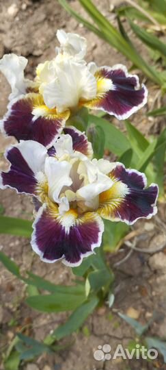 Ирисы карликовые