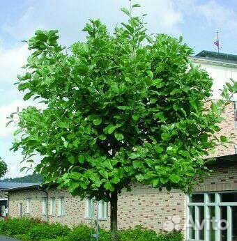 Sorbus Intermedia - Шведская рябина, 4 летний
