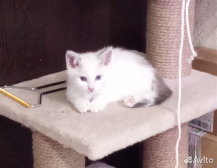 Котенок