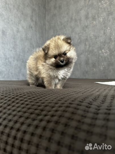 Щенки померанского шпица