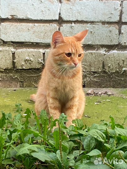 Рыжий котик ищет дом