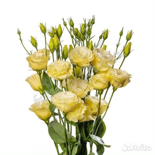 Эустома оптом. Живые цветы оптом. Сезонные цветы