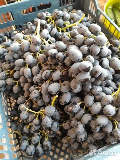 Виноград Молдова