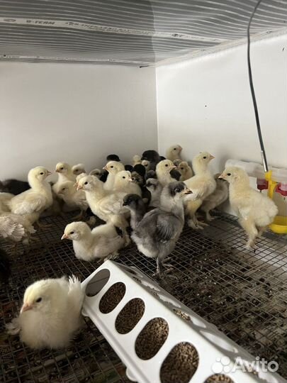 Китайские шелковые цыплята