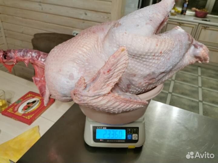 Индюшата тяжеловесы биг-6, Хайбрид, и др