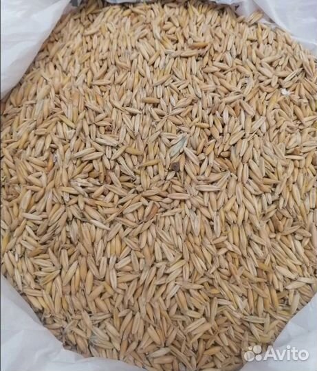 Соя, Фуражная пшеница корма