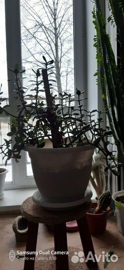 Домашние цветы