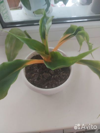 Хлорофитум грин оранж