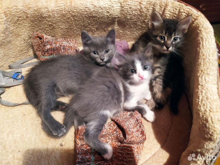 Котята в добрые руки 1 месяц