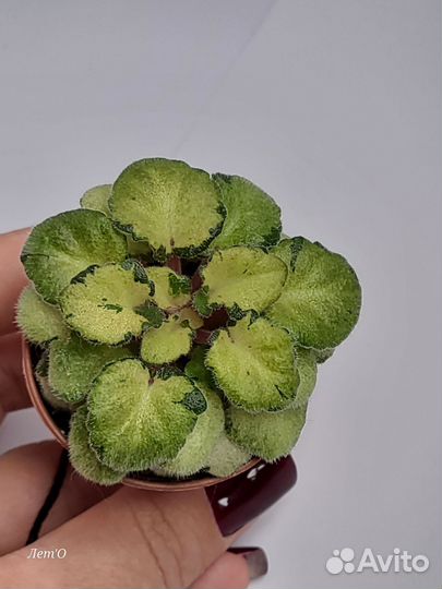 Листовые химеры, мини-фиалки