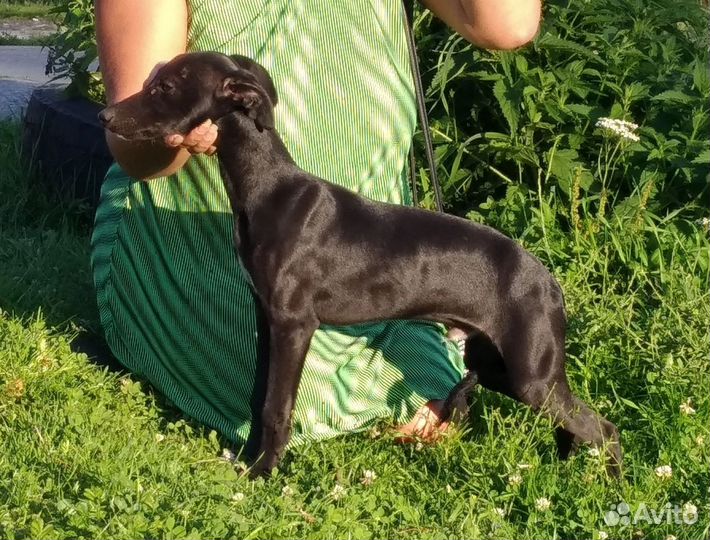 Щенки уиппета