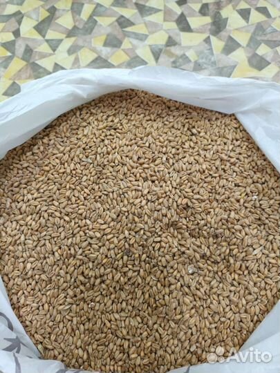 Жмых, зерно, витамины, комбикорм бройлерам