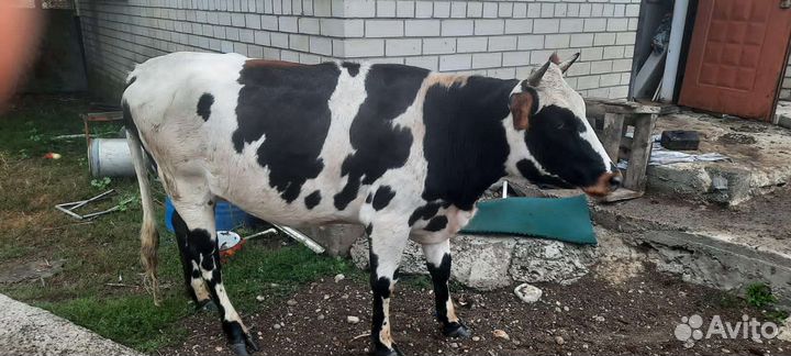 Корова стельная