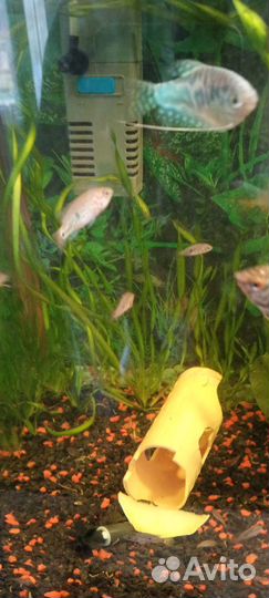 Продам рыбок