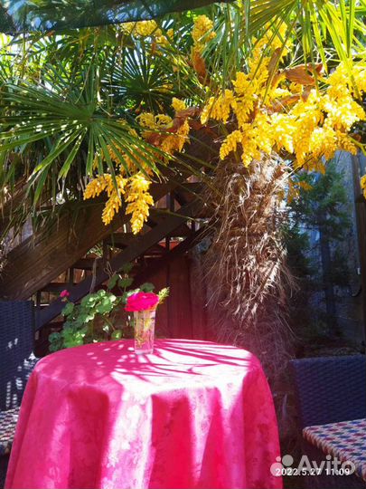 Молодые пальмы трахикарпус форчуна