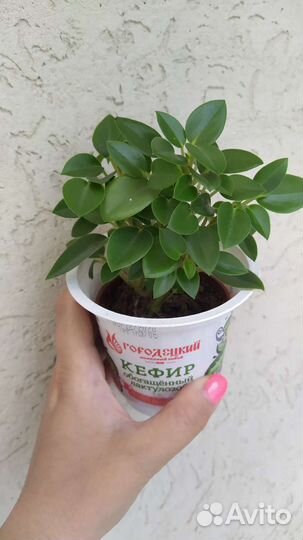 Домашние растения