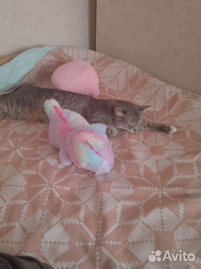 Кошка