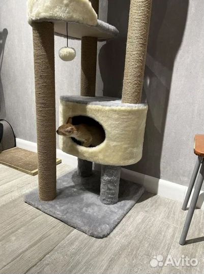 Когтеточка домик