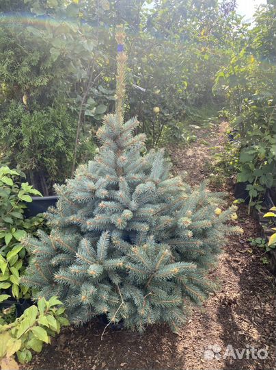 Ель голубая