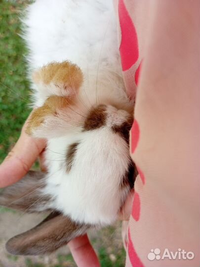 Кролик декоротивный