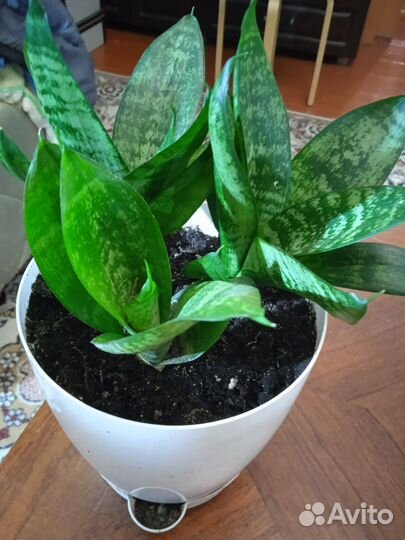 Фикус бенджамина пестролистный