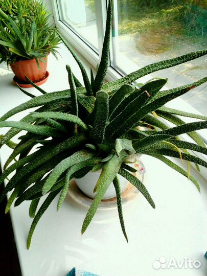 Комнатные цветы разные