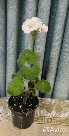 Пеларгония герань