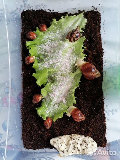 Улитка архахатина бенин