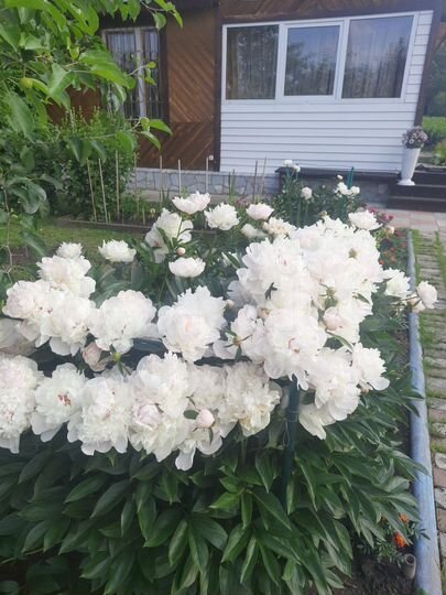 Дом 88 м² на участке 12 сот.