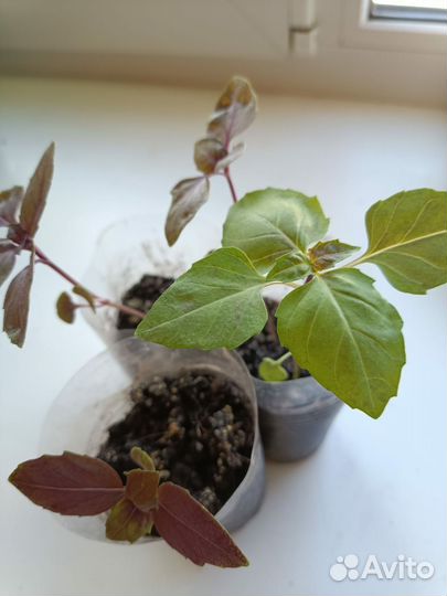 Рассада базилика