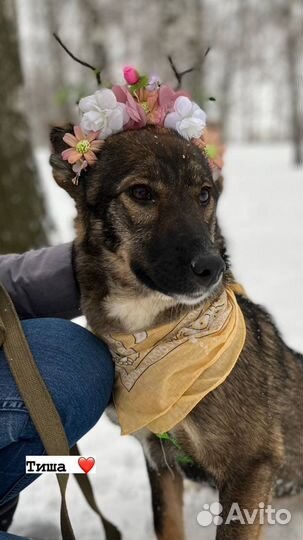 Собака из приюта