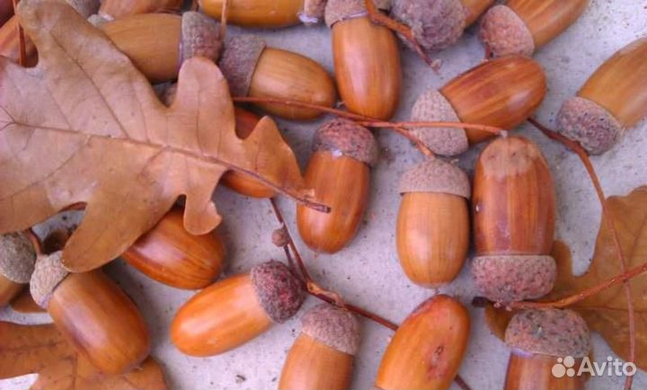 Жёлуди продам