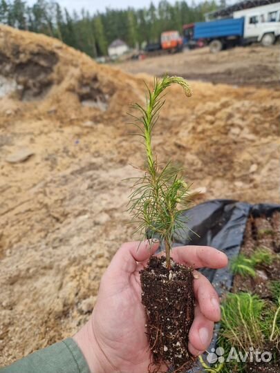 Сеянцы ели европейской зкс