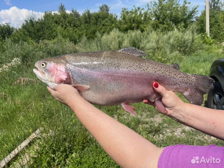 Экструдированный корм для форели
