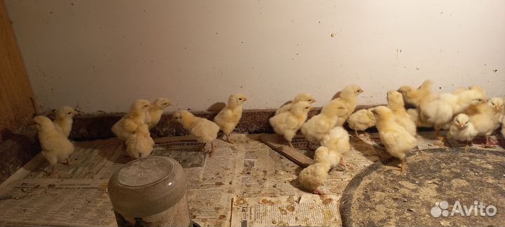 Цыплята бресс гальские