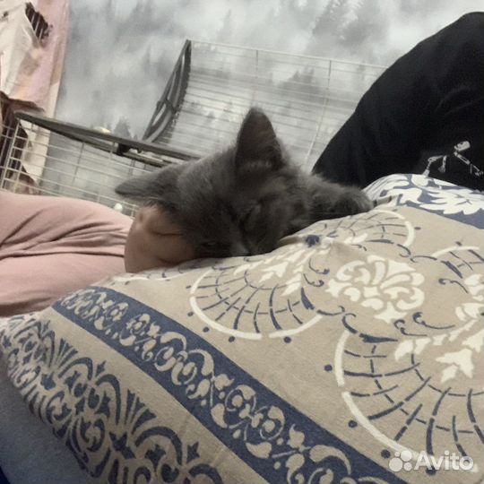 Кот и кошка